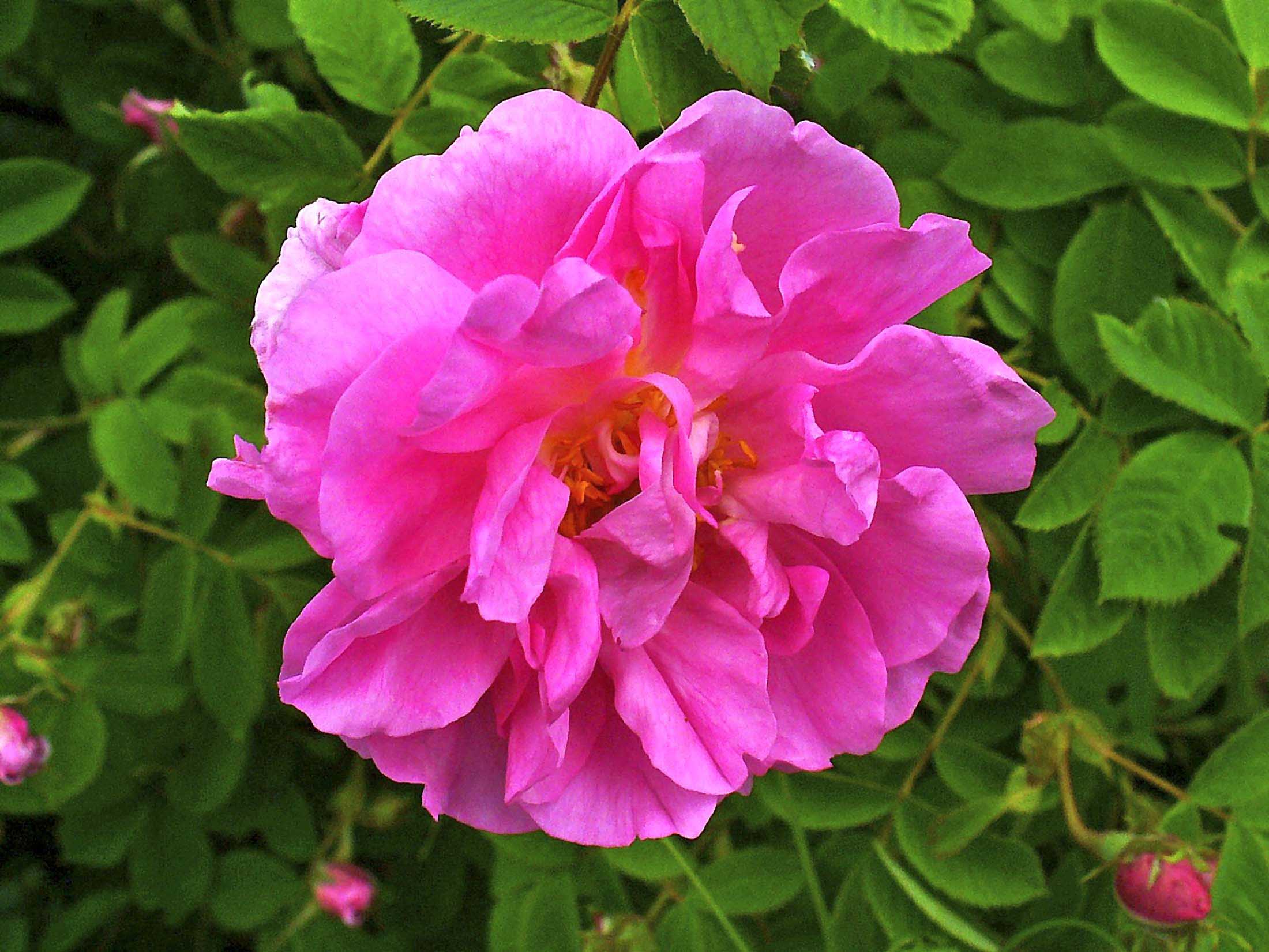 kozaniroses3