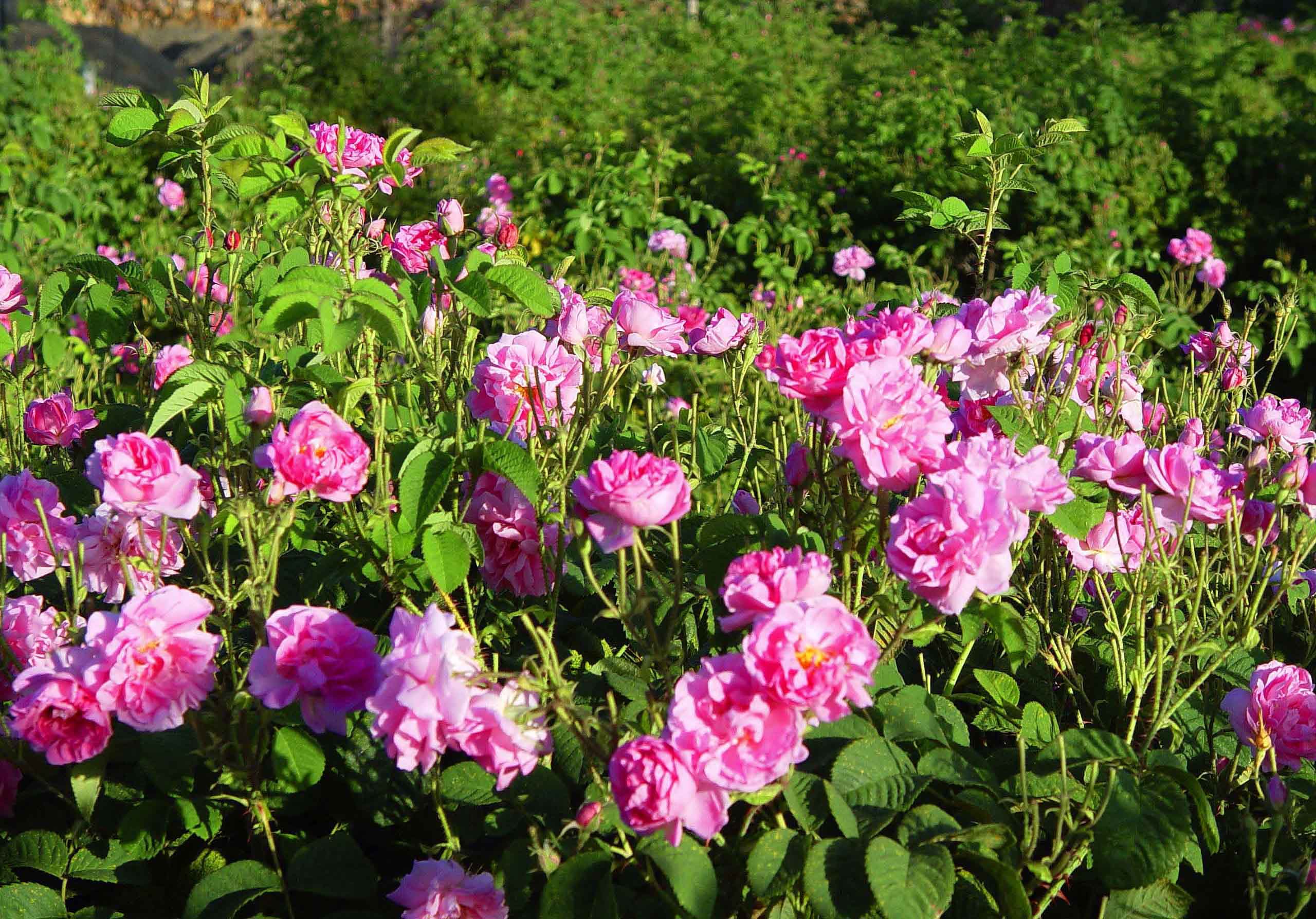 kozaniroses4